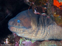 Gymnothorax unicolor