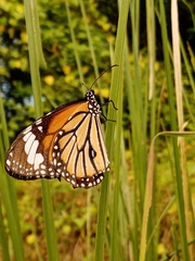 Danaus genutia