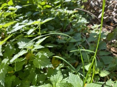 Tetragnathidae