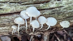 Mycena arcangeliana