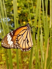 Danaus genutia
