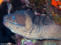 Gymnothorax unicolor