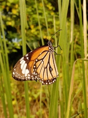 Danaus genutia