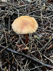 Laccaria striatula