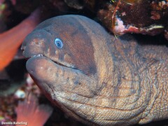 Gymnothorax unicolor