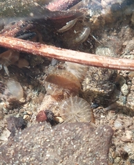Gammarus roeselii