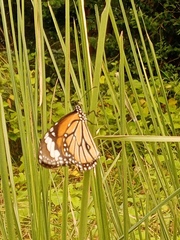 Danaus genutia