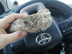 Thinocorus rumicivorus