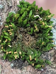 Ulota crispa