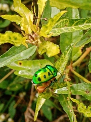 Calliphara excellens
