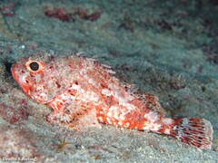 Scorpaena notata