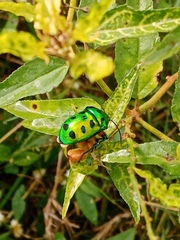Calliphara excellens