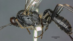 Nippocryptus vittatorius