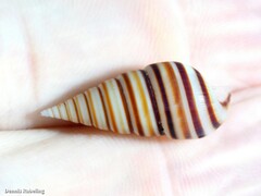 Pyramidella dolabrata