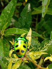 Calliphara excellens