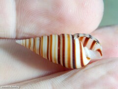 Pyramidella dolabrata