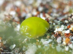 Smaragdia viridis