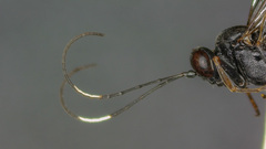 Nippocryptus vittatorius