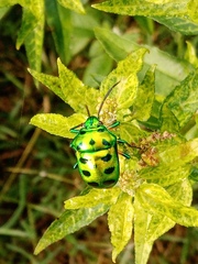 Calliphara excellens
