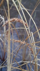 Carex rostrata