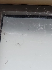 Crossopriza lyoni