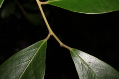 Ilex coriacea