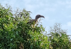 Lophoceros nasutus
