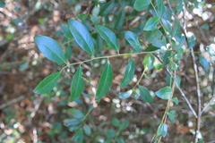 Ilex coriacea