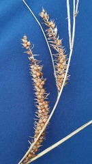 Carex rostrata