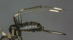 Nippocryptus vittatorius