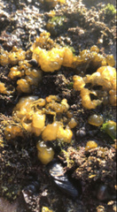 Leathesia marina