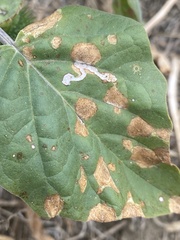 Datura wrightii