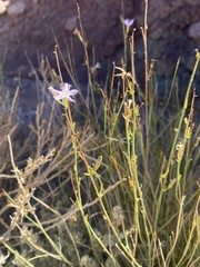 Stephanomeria tenuifolia