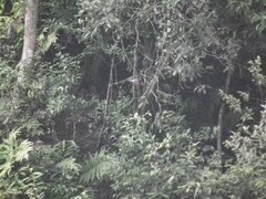 Urocissa erythroryncha