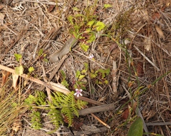 Pelargonium pseudosetulosum