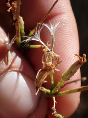 Stephanomeria tenuifolia