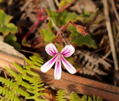 Pelargonium pseudosetulosum