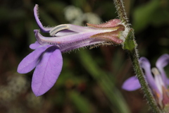 Lobelia reverchonii