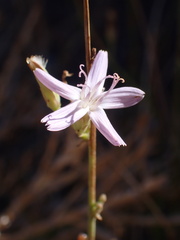 Stephanomeria tenuifolia