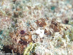 Scorpaena notata