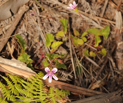 Pelargonium pseudosetulosum