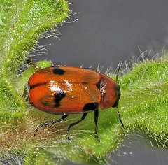 Coptocephala scopolina