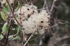Clematis pauciflora