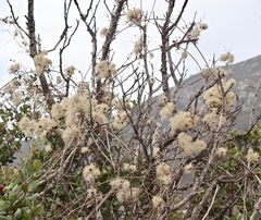 Clematis pauciflora