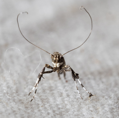 Caloptilia triadicae