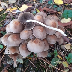 Britzelmayria multipedata