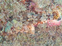 Scorpaena notata