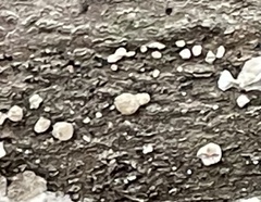 Xylobolus frustulatus