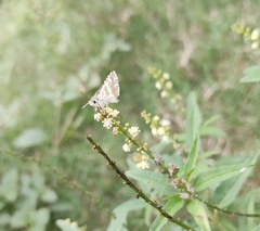 Spialia galba