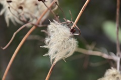 Clematis pauciflora